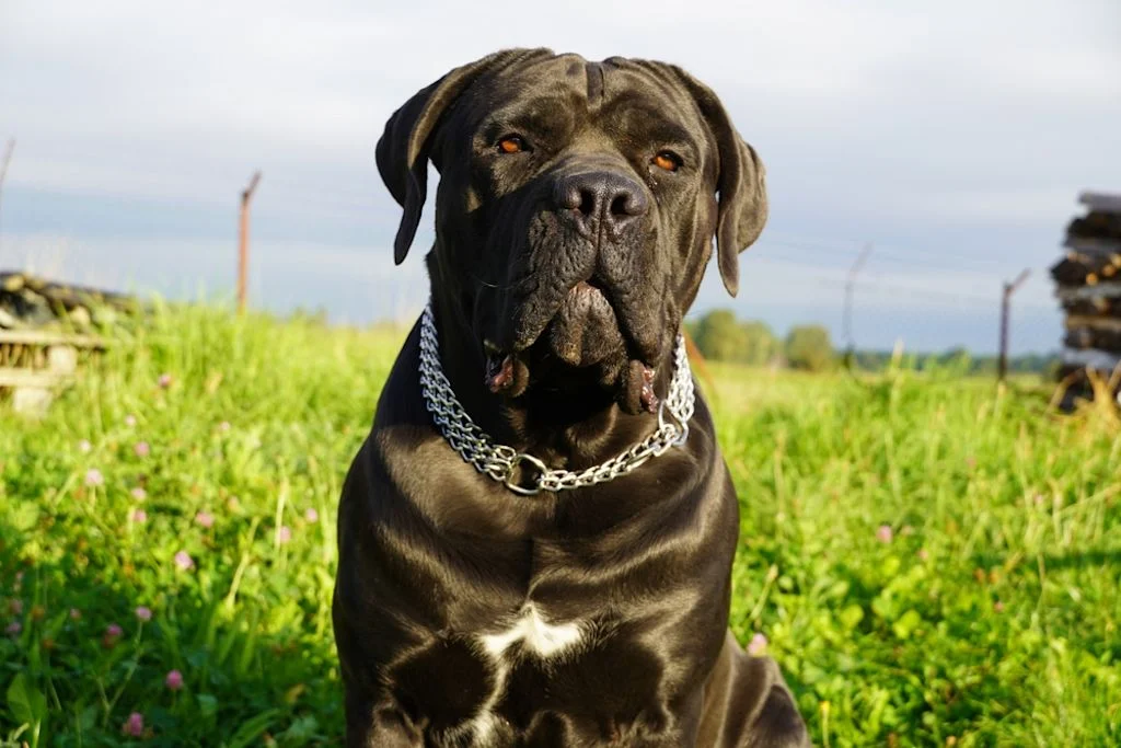 Cane Corso