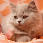 La razza del British Longhair