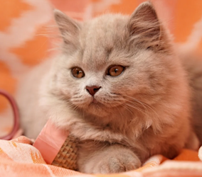 La razza di gatto British Longhair