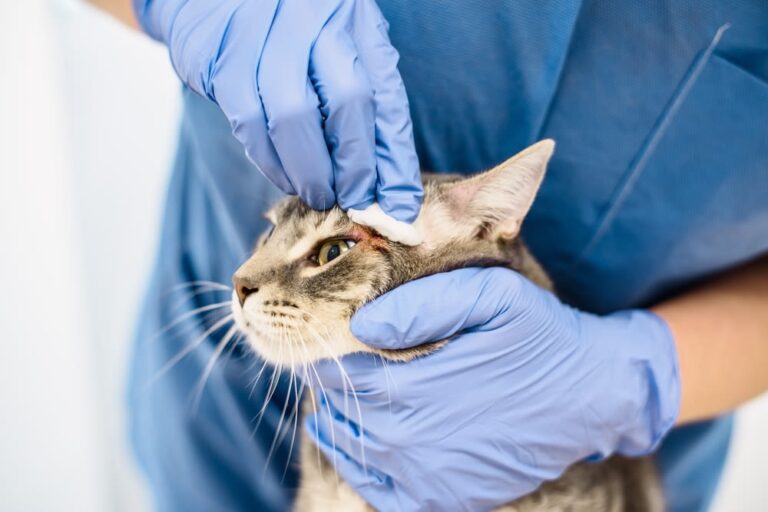 L’ascesso nel gatto 