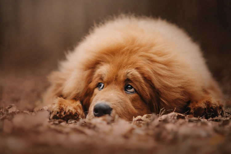 L’artrosi nel cane