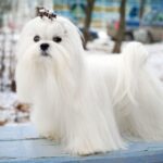 Il cane Maltese