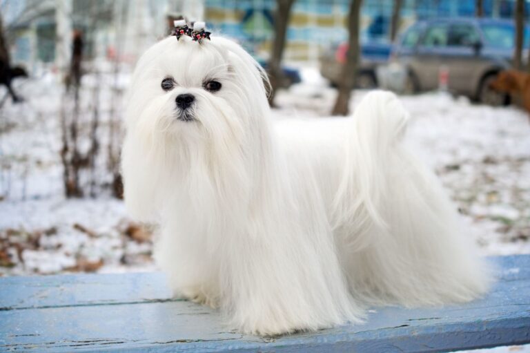 Cane Maltese