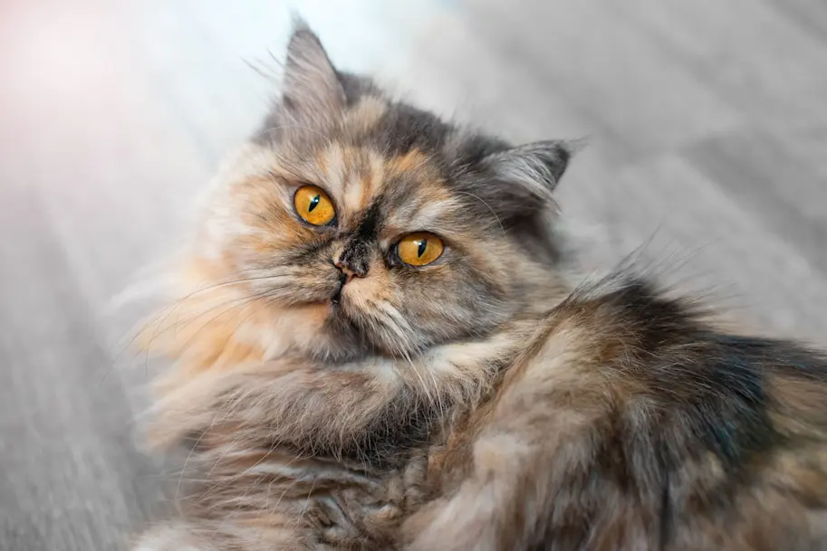 Chat Persan Assurance Santevet