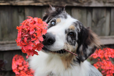 Piante tossiche per i cani