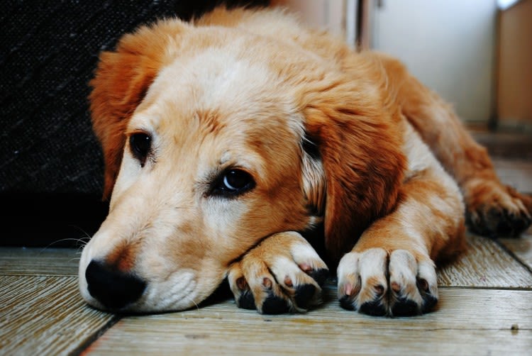 La giardiasi nel cane 