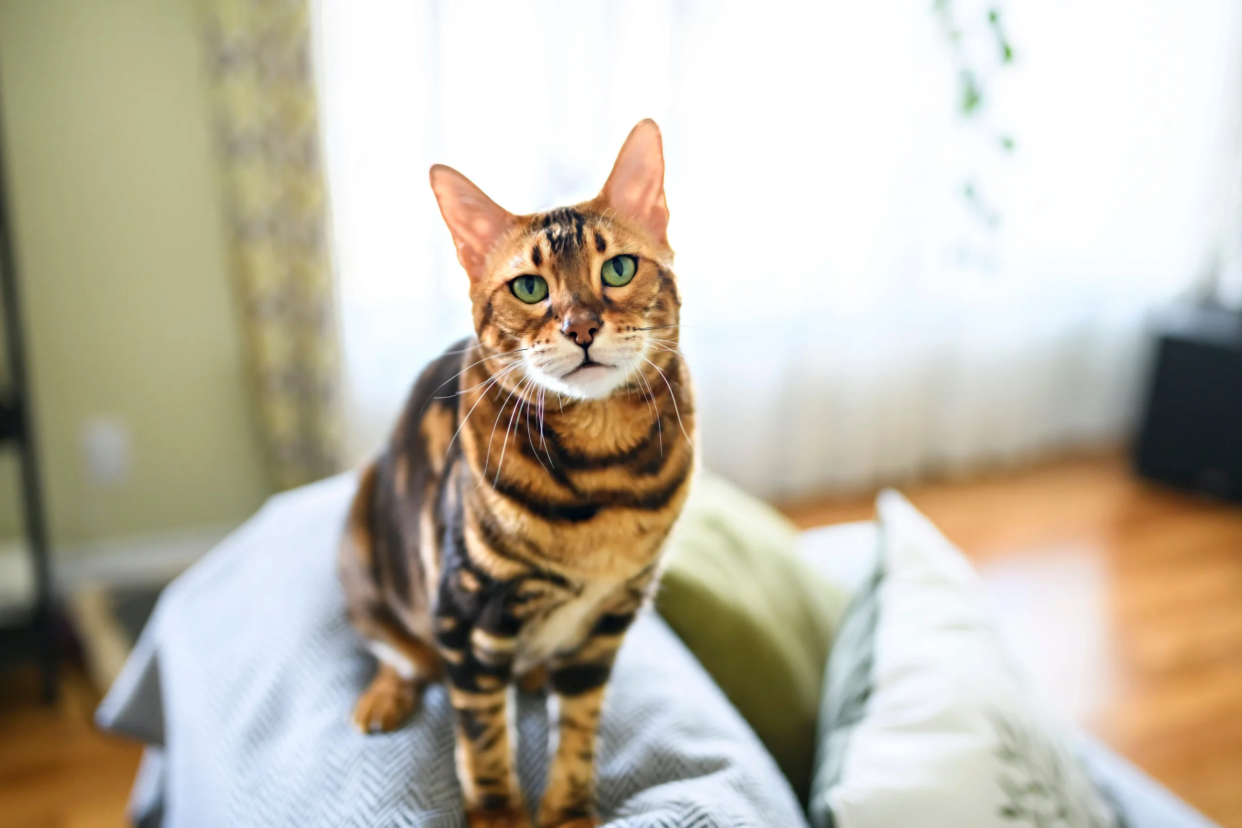 Le schede sulle razze di gatti