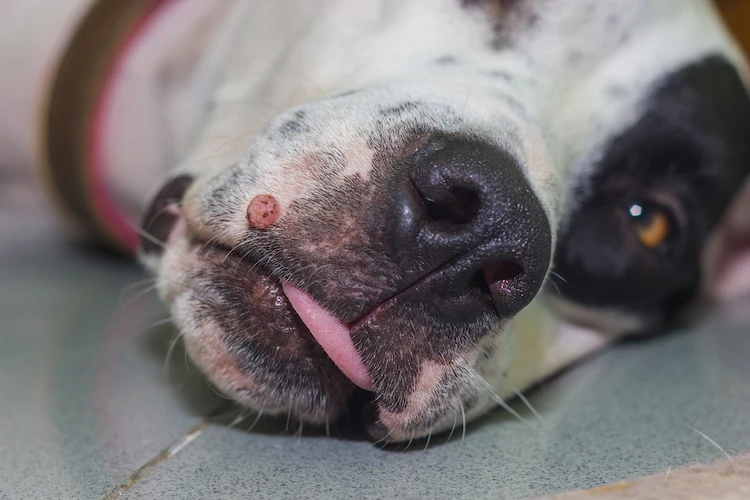 Escrescenze sulla pelle cane: cosa sono e come distinguerle
