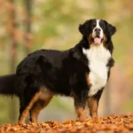 Primo piano di un Bovaro del Bernese
