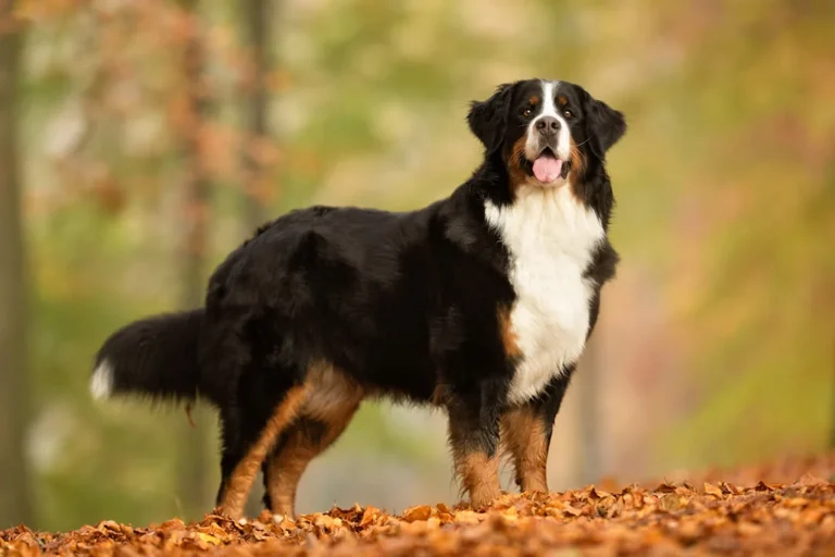 Il Bovaro del Bernese