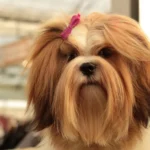 Primo piano di un Lhasa apso 
