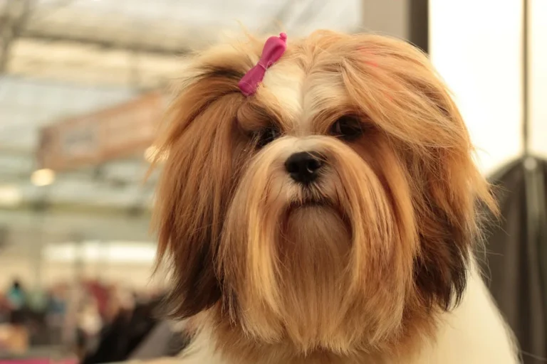 Il Lhasa apso