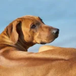 Il cane leone