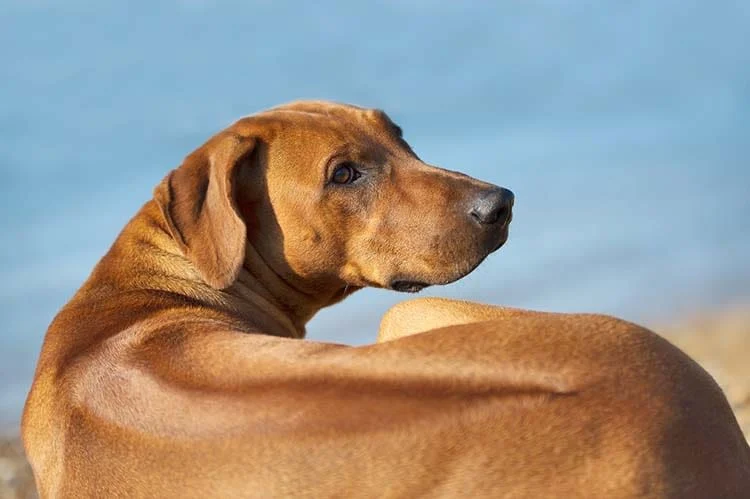 Il cane Rhodesian Ridgeback