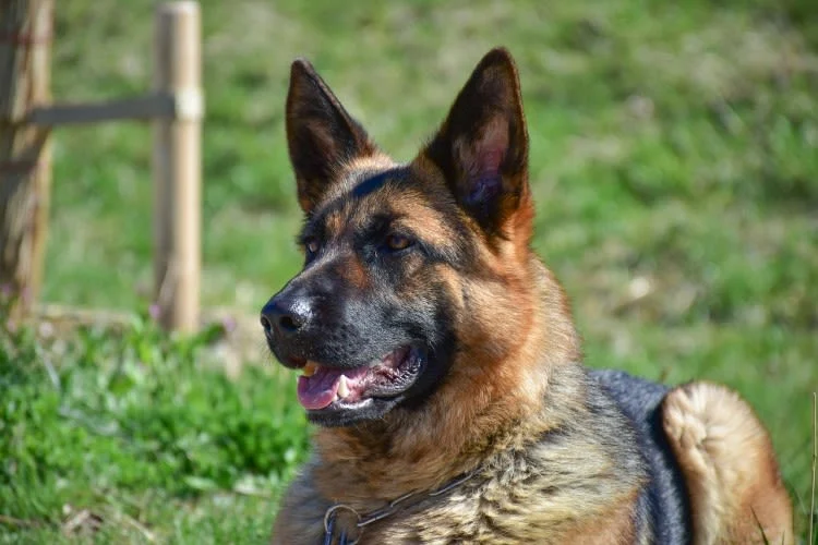 TAC per il cane: costi, utilità e quando è necessaria