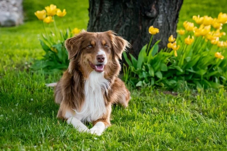 Cistite nel cane