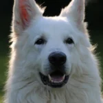 Primo piano di un cane dal mantello bianco