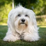 Il Bichon Havanais