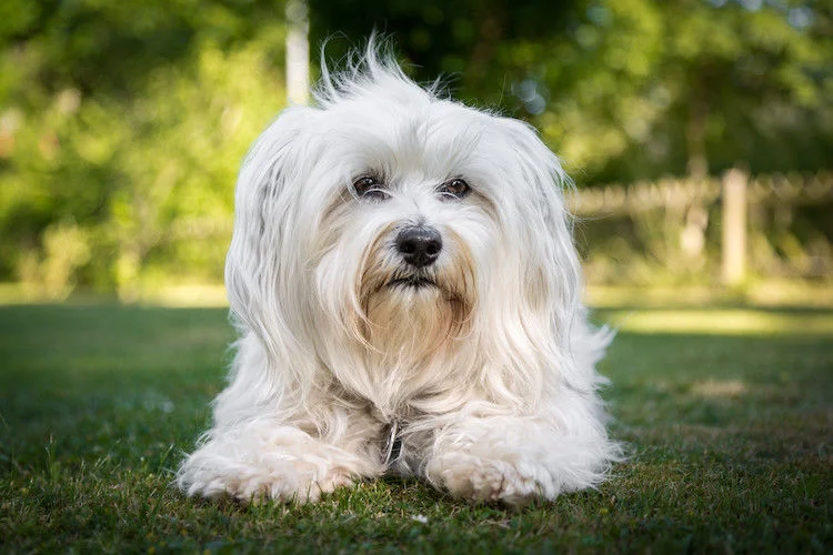 Il Bichon Avanese
