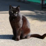 Primo piano di un gatto nero