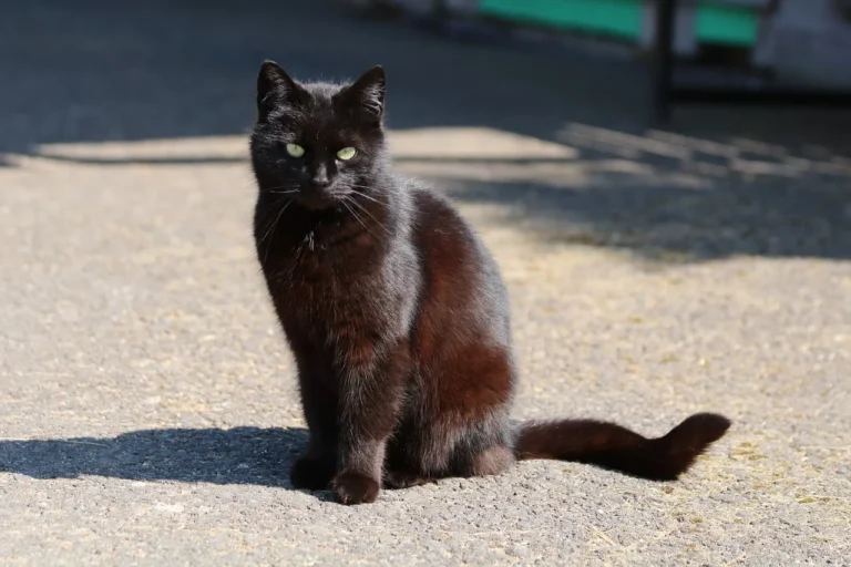 I gatti neri