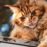 Un gatto dal pelo rosso 