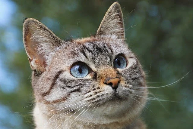 Che cos’è la rogna auricolare del gatto?