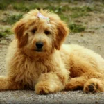 Il Goldendoodle