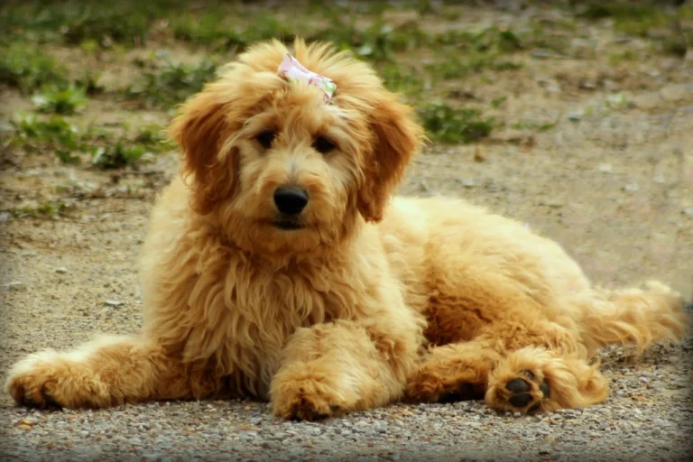 Goldendoodle o Golden Poodle