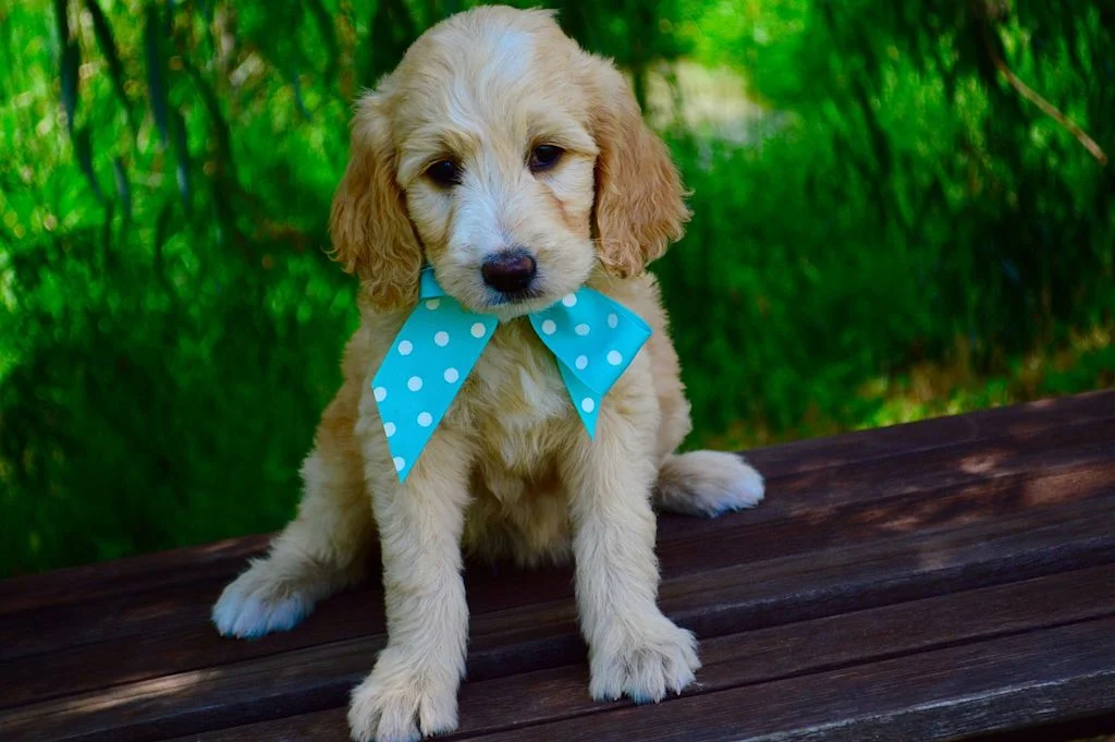 Cucciolo di Goldendoodle