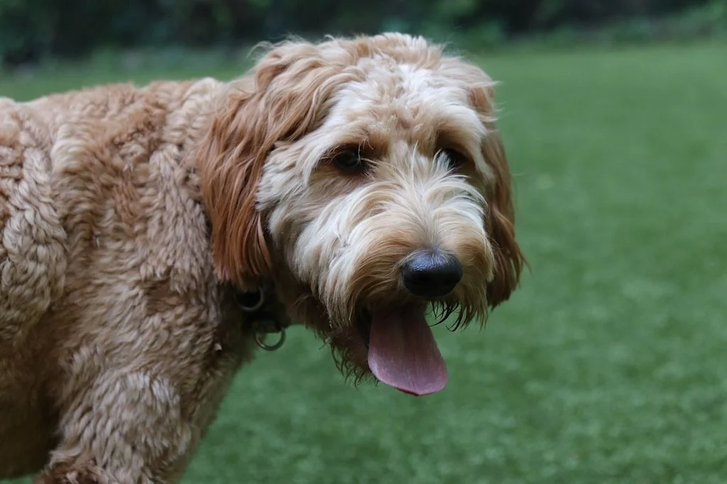 Primo piano di Goldendoodle