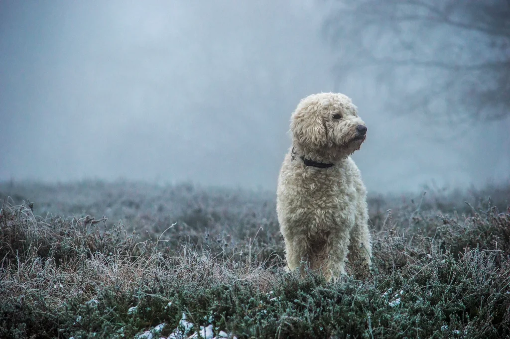 Gooldendoodle steso sulla sabbia