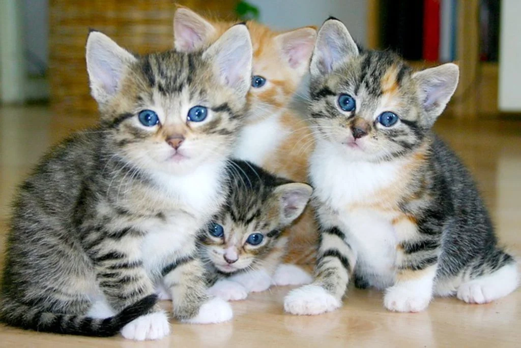 Cucciolata di gattini