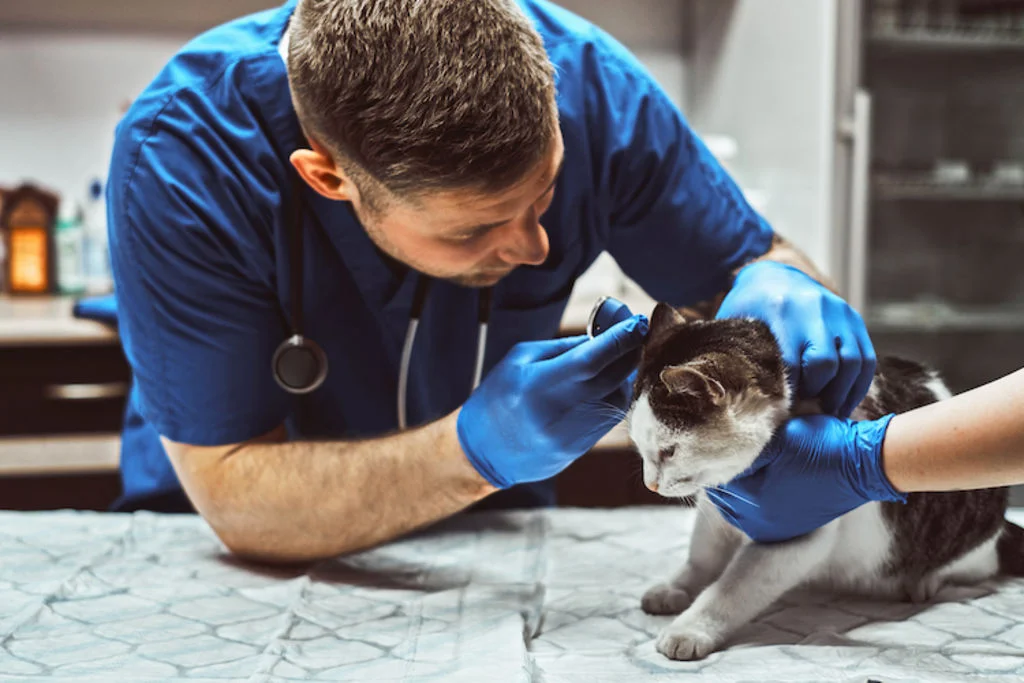Gatto dal veterinario