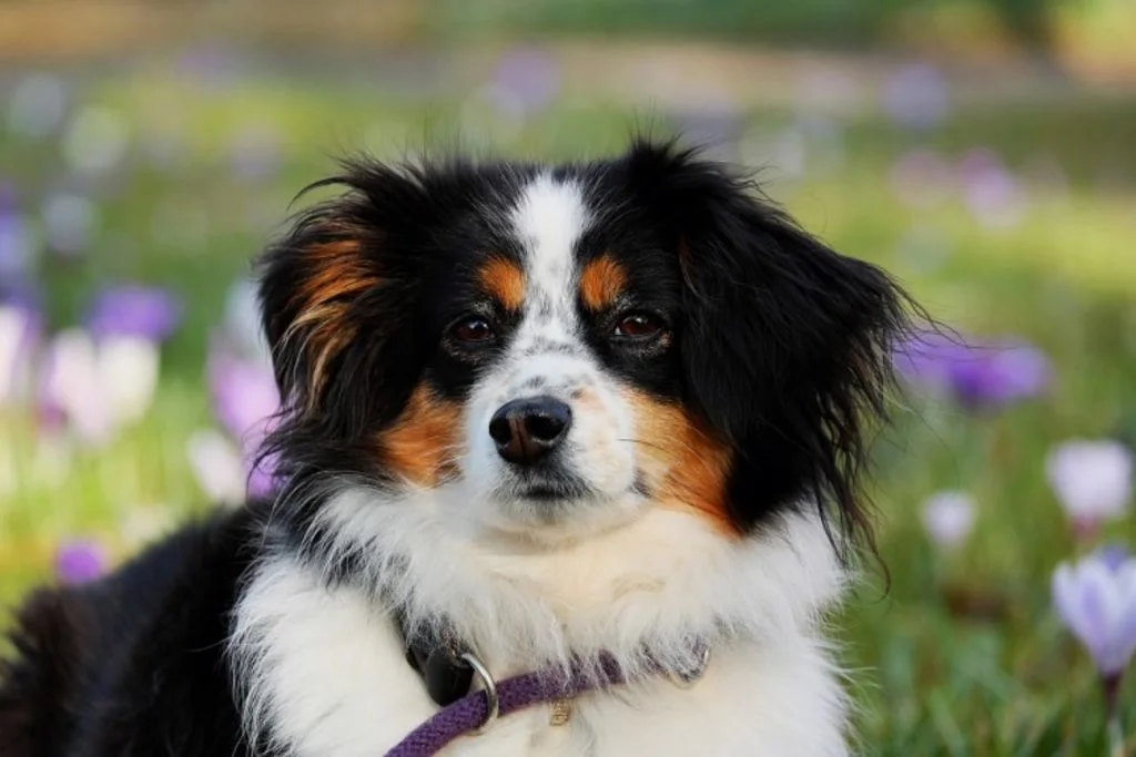 Primo piano di cucciolo di cane