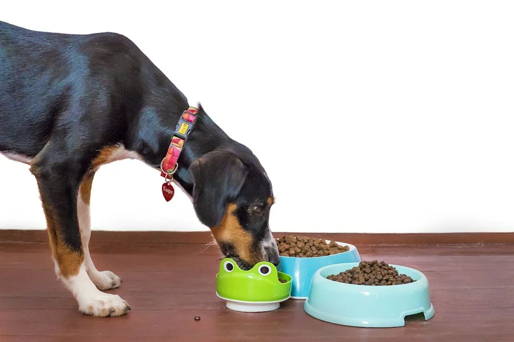 Cane mangia da ciotola anti-ingozzamento