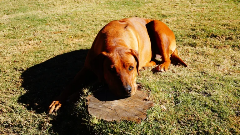 Rhodesian Ridgeback cammina su un prato