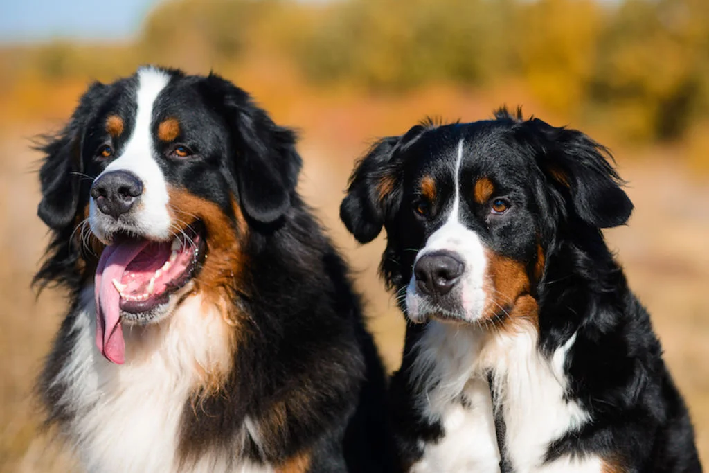 Un Bovaro del Bernese si riposa sulla sabbia