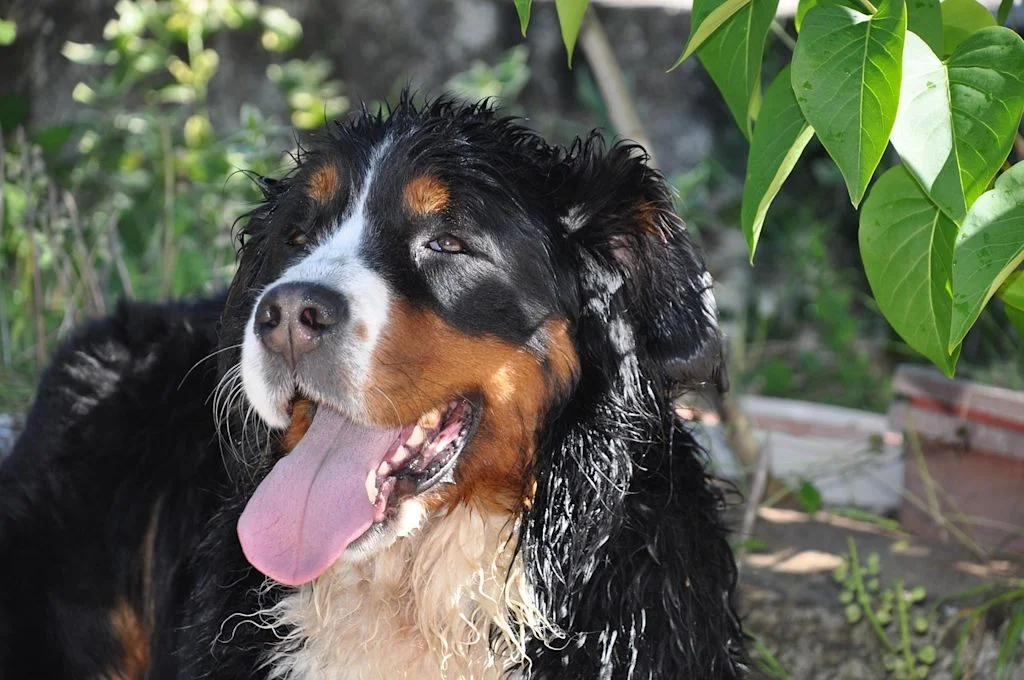 Un cucciolo di Bovaro del Bernese si riposa tra l'erba