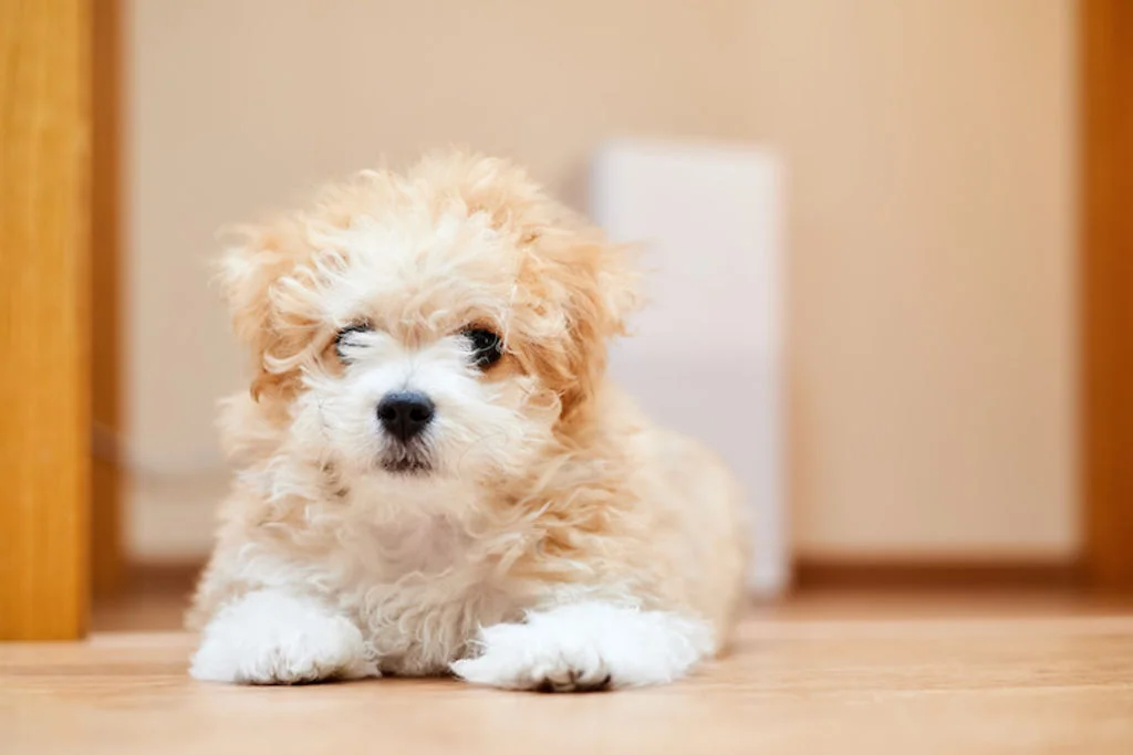 Un Maltipoo con le zampe in avanti in un contesto domestico