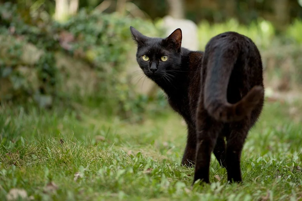 Un gatto nero, fermo tra l'erba, si volta