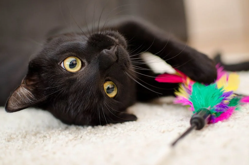 Un gatto nero gioca, disteso su una coperta bianca