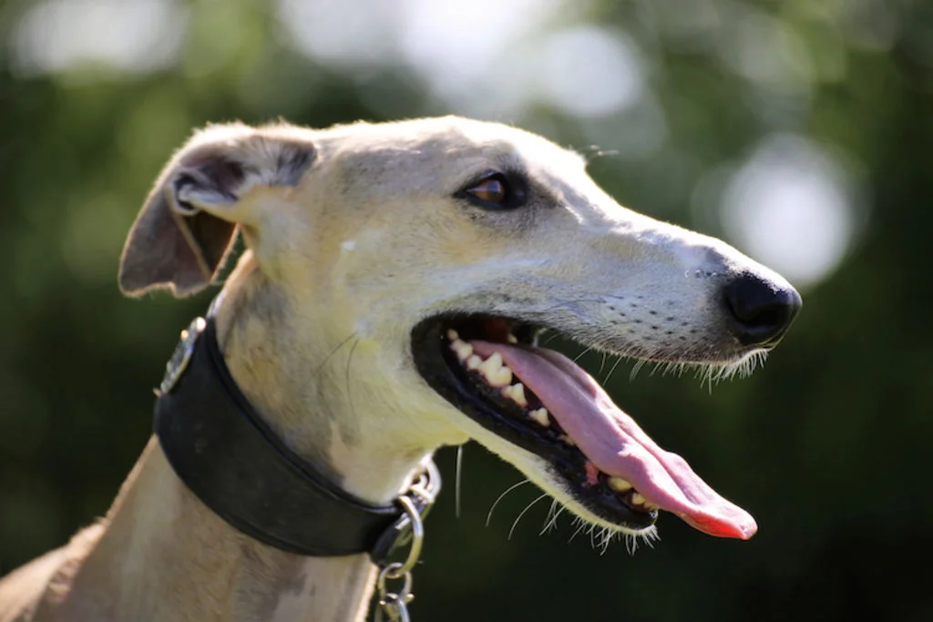 Primo piano di un Galgo spagnolo