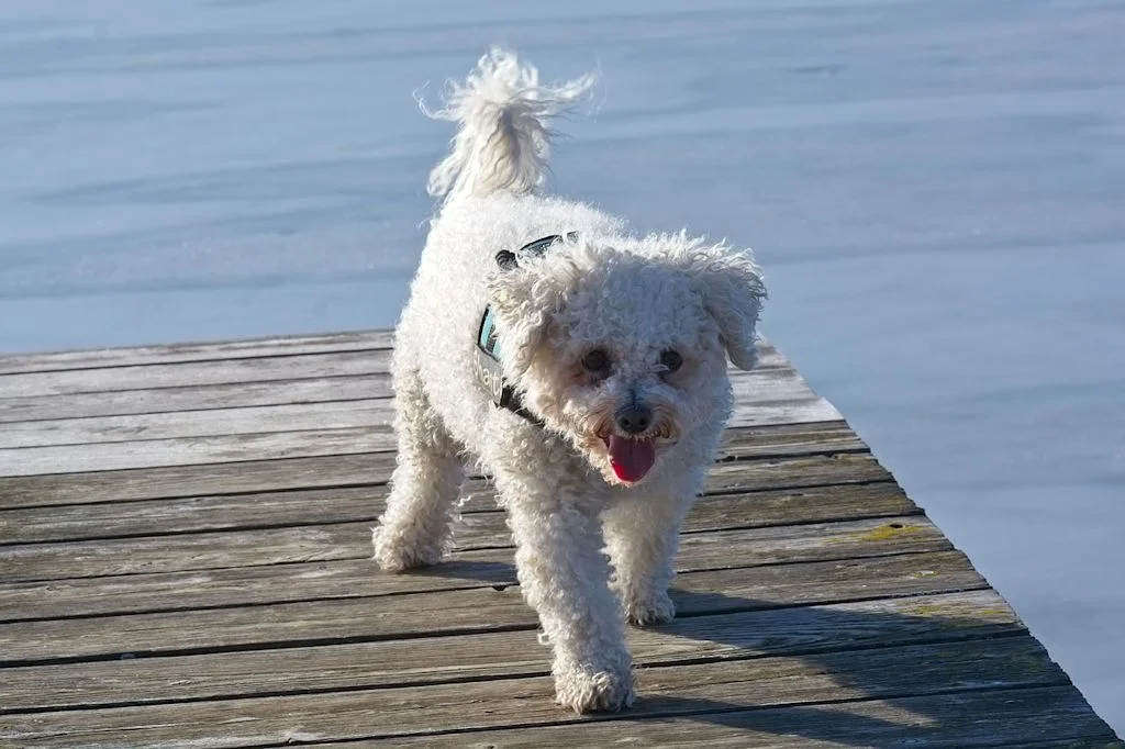 Un cane bianco passeggia su un molo
