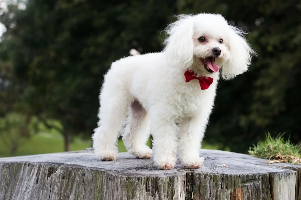 Un cane bianco con un fifì rosso all'aperto