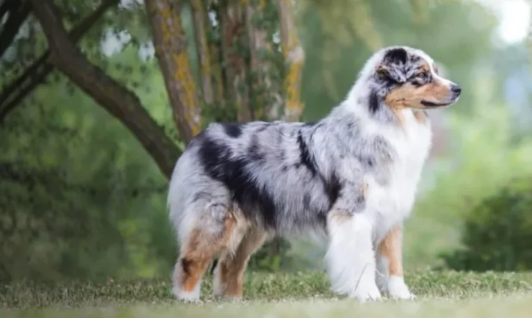 Un cane merle immobile all'aperto