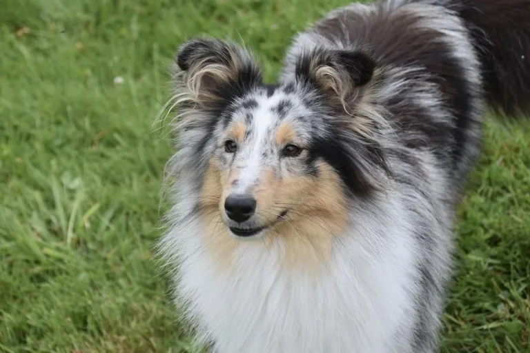 Un tenero cane merle tra l'erba