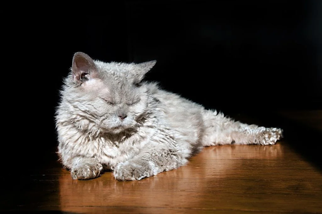Un gatto di razza Selkirk rex si riposa