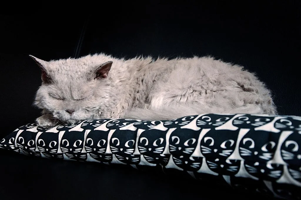 Uno Selkirk rex dorme su un cuscino bianco e nero