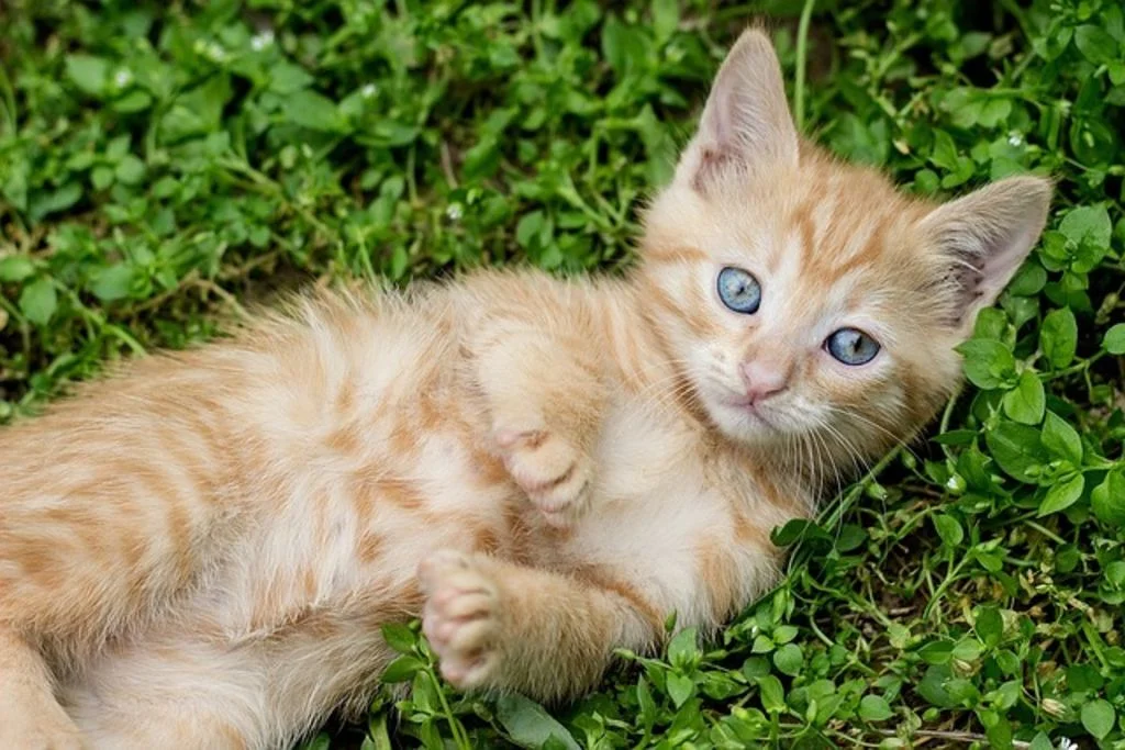 Un cucciolo gioca tra l'erba